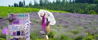 Лавандове поле у Городку
