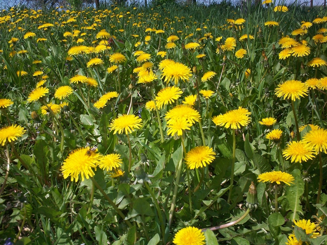 Коли зацвіте кульбаба — можна садити картоплю