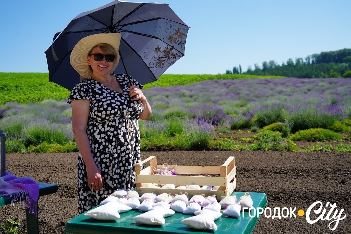Лавандове поле у Городку