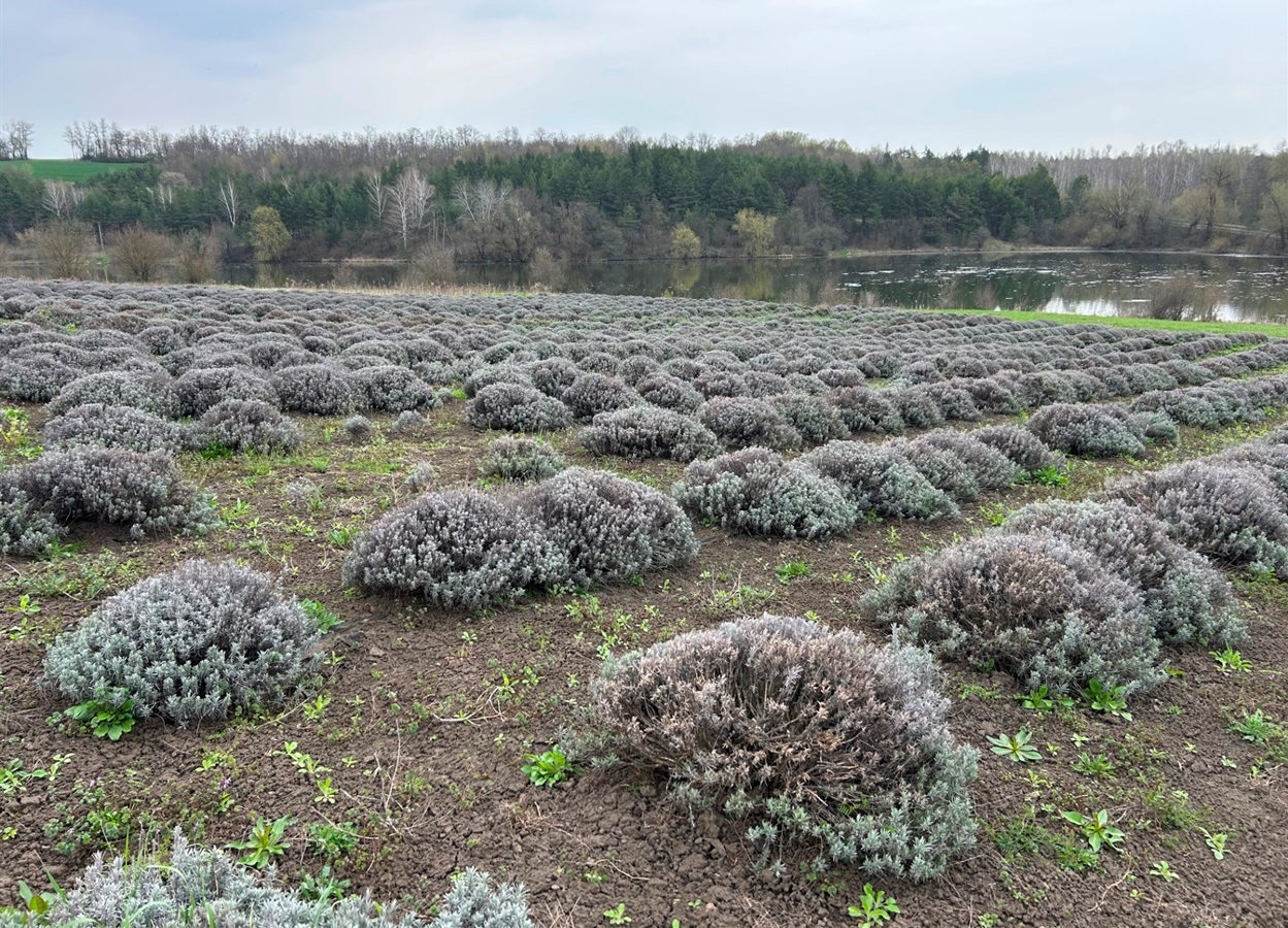 Лавандове поле у Городку