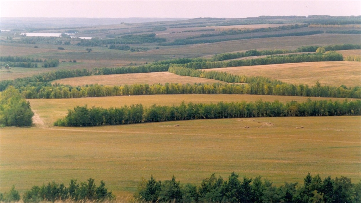 Лісосмуги