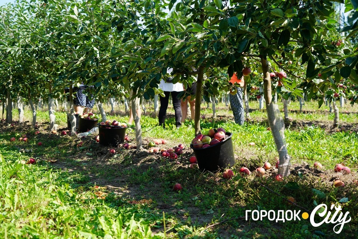 Збір яблук ранніх сортів.
