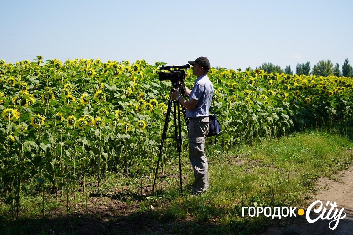 «Неслухняні» соняшники відвернулися від оператора Ігоря Волошина.