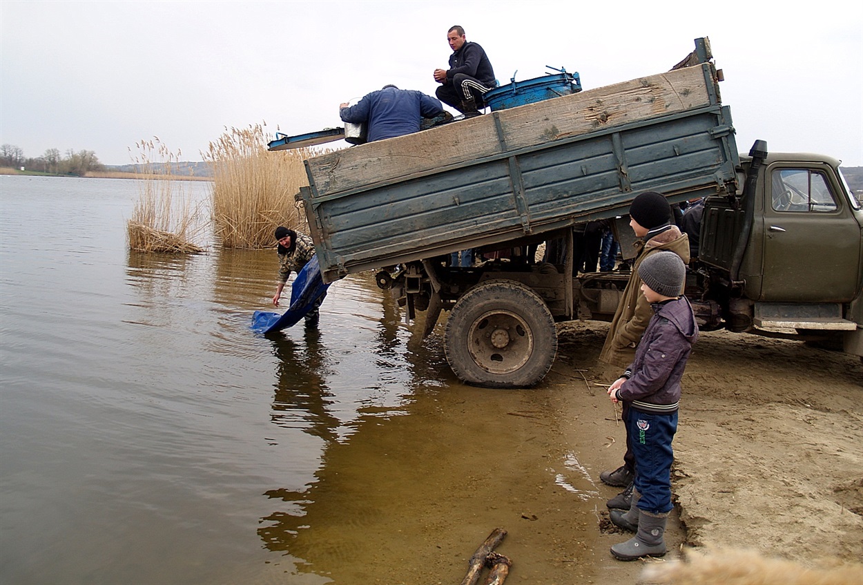 Зариблення водойми
