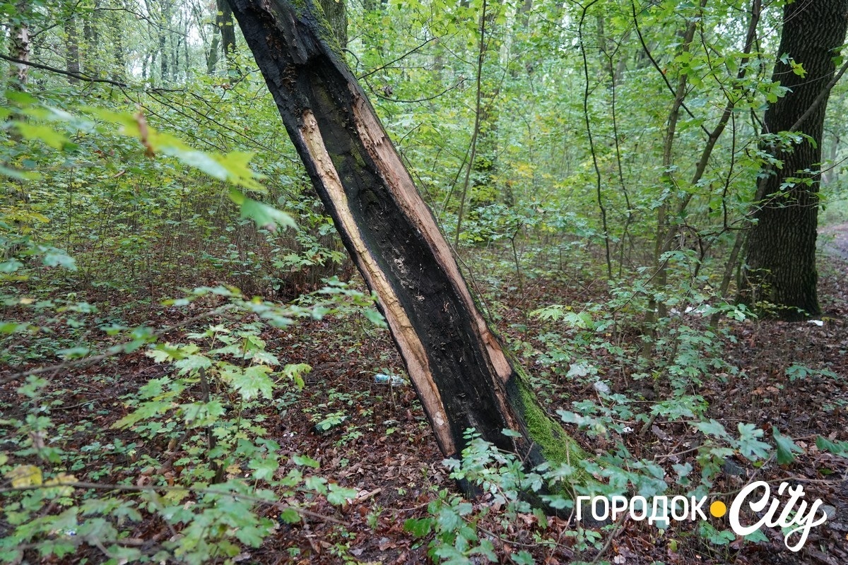 Санітарна рубка в «Дубку». Городоцькі лісники пояснюють, що і навіщо вирубуватимуть