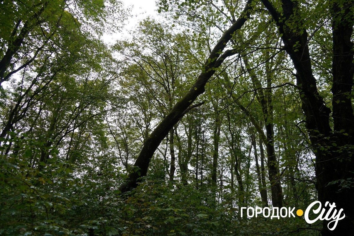 Санітарна рубка в «Дубку». Городоцькі лісники пояснюють, що і навіщо вирубуватимуть