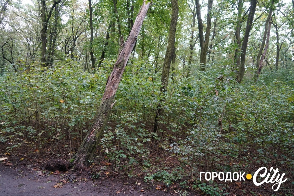 Санітарна рубка в «Дубку». Городоцькі лісники пояснюють, що і навіщо вирубуватимуть