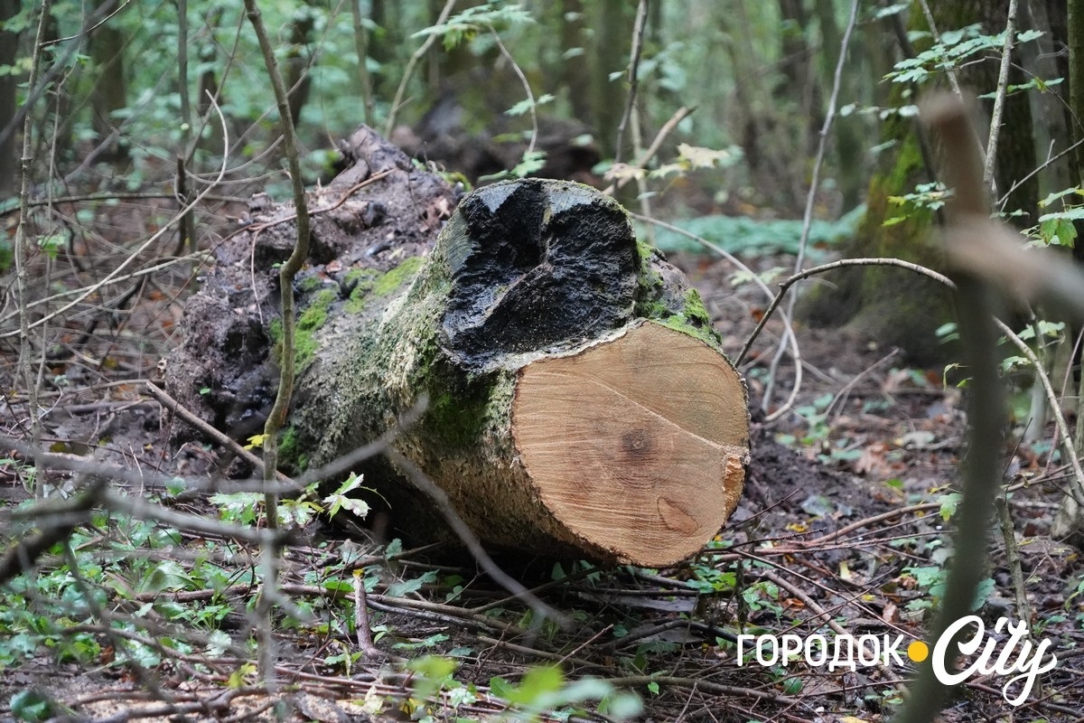 Санітарна рубка в «Дубку». Городоцькі лісники пояснюють, що і навіщо вирубуватимуть