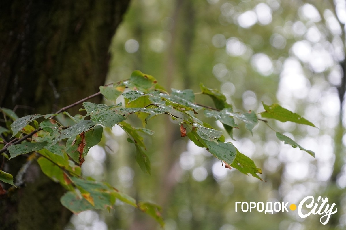 Санітарна рубка в «Дубку». Городоцькі лісники пояснюють, що і навіщо вирубуватимуть