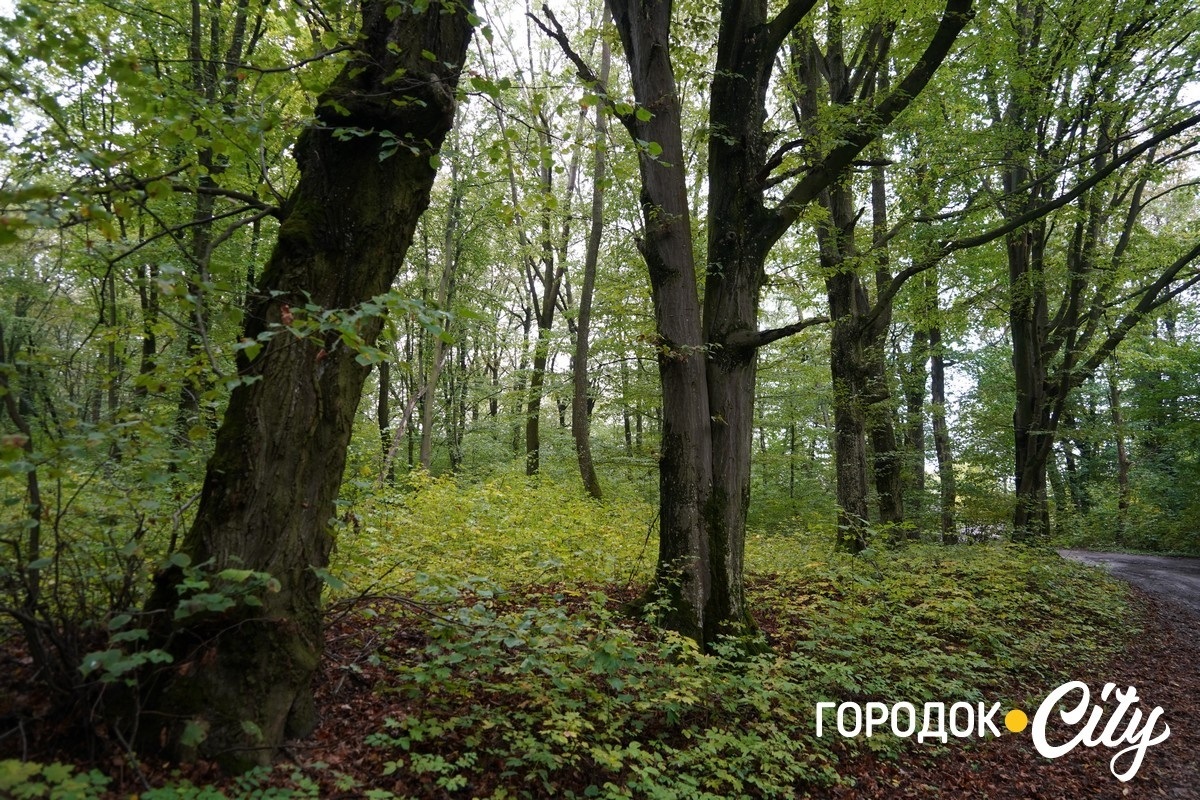 Санітарна рубка в «Дубку». Городоцькі лісники пояснюють, що і навіщо вирубуватимуть