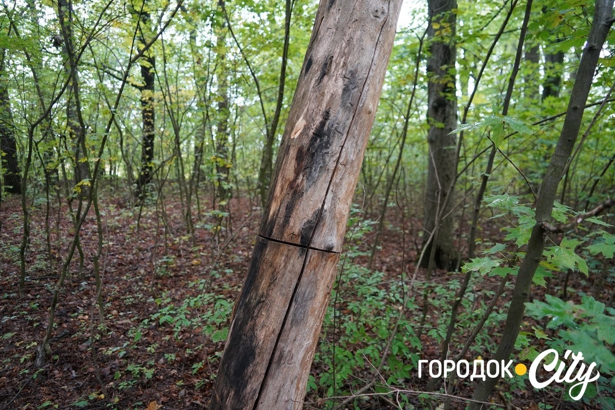 Санітарна рубка в «Дубку». Городоцькі лісники пояснюють, що і навіщо вирубуватимуть