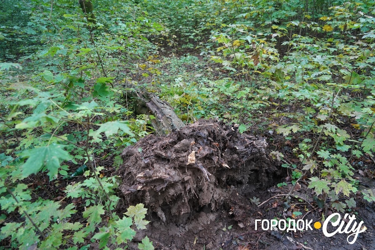 Санітарна рубка в «Дубку». Городоцькі лісники пояснюють, що і навіщо вирубуватимуть