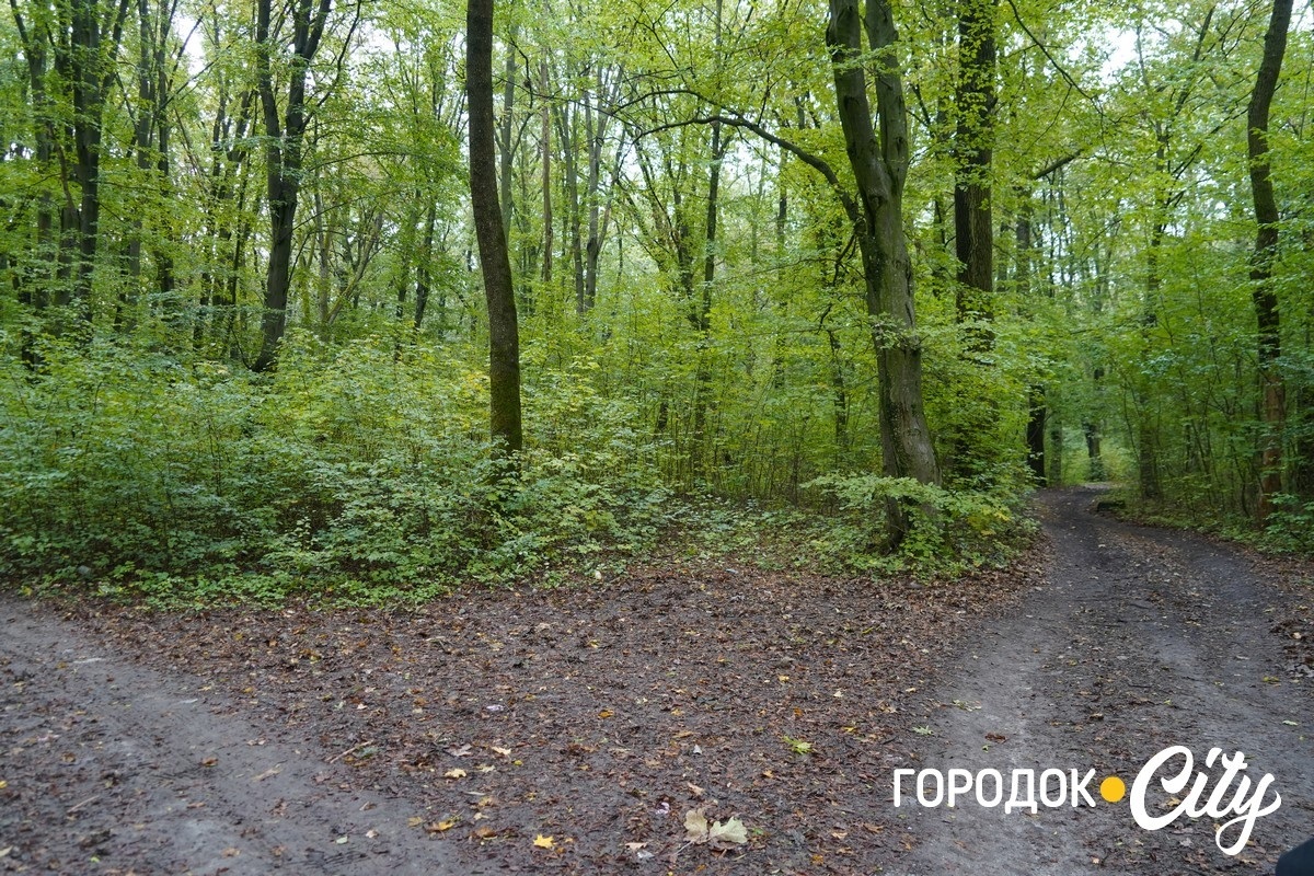 Санітарна рубка в «Дубку». Городоцькі лісники пояснюють, що і навіщо вирубуватимуть