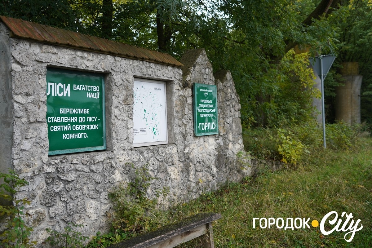 Санітарна рубка в «Дубку». Городоцькі лісники пояснюють, що і навіщо вирубуватимуть
