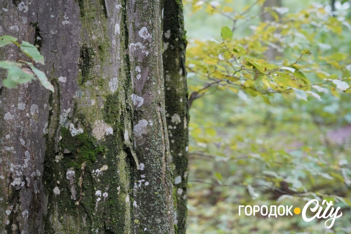 Санітарна рубка в «Дубку». Городоцькі лісники пояснюють, що і навіщо вирубуватимуть