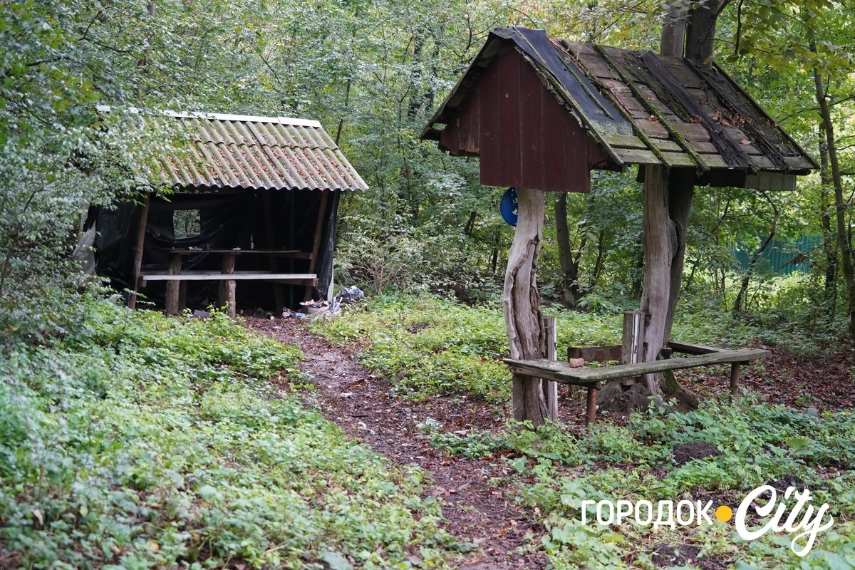 Санітарна рубка в «Дубку». Городоцькі лісники пояснюють, що і навіщо вирубуватимуть