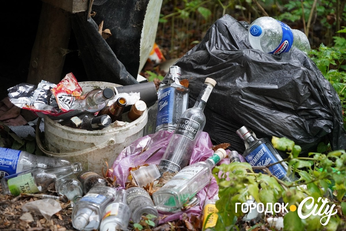 Санітарна рубка в «Дубку». Городоцькі лісники пояснюють, що і навіщо вирубуватимуть