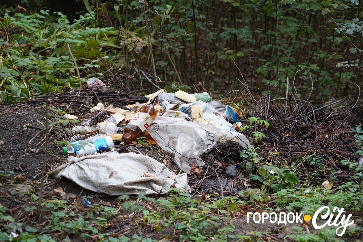 Санітарна рубка в «Дубку». Городоцькі лісники пояснюють, що і навіщо вирубуватимуть