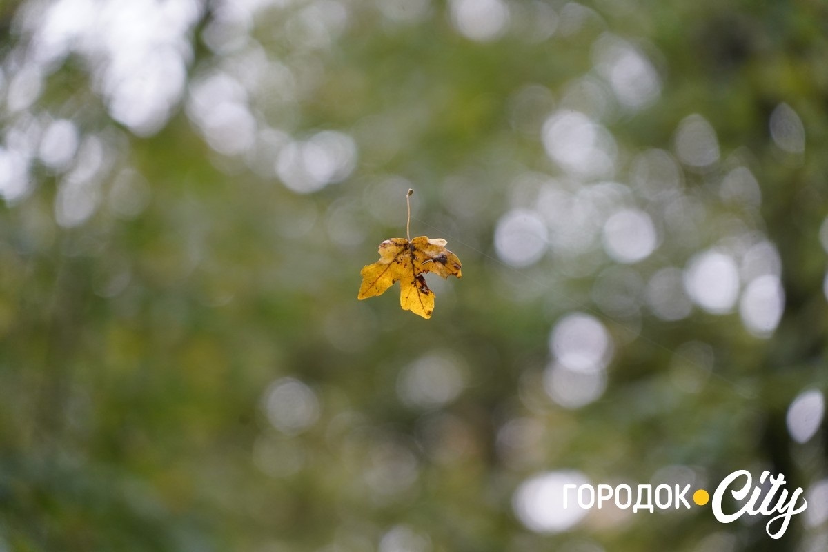 Санітарна рубка в «Дубку». Городоцькі лісники пояснюють, що і навіщо вирубуватимуть