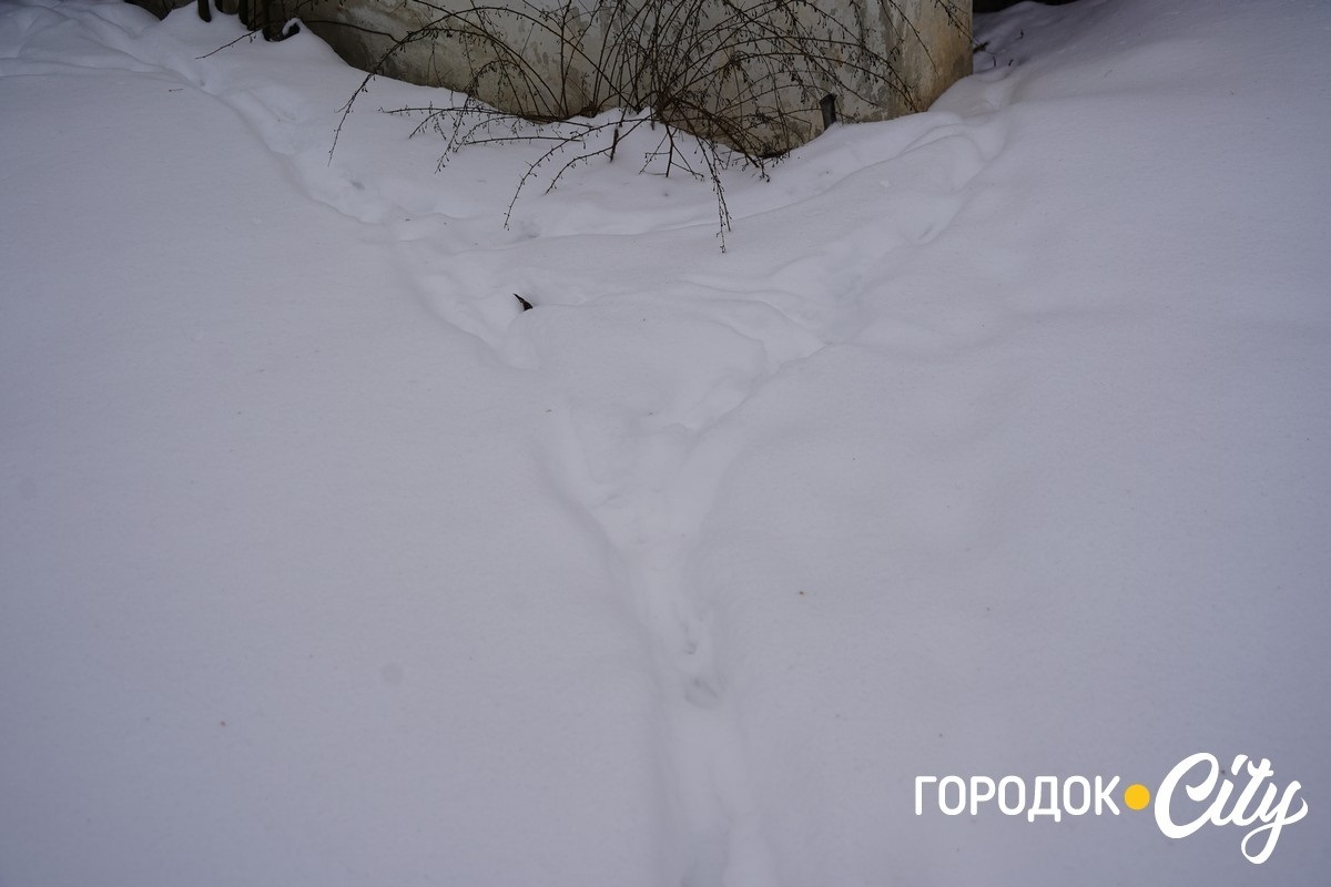 Лисиці в Городку: мешканці повідомляють про небезпечне сусідство у центрі міста