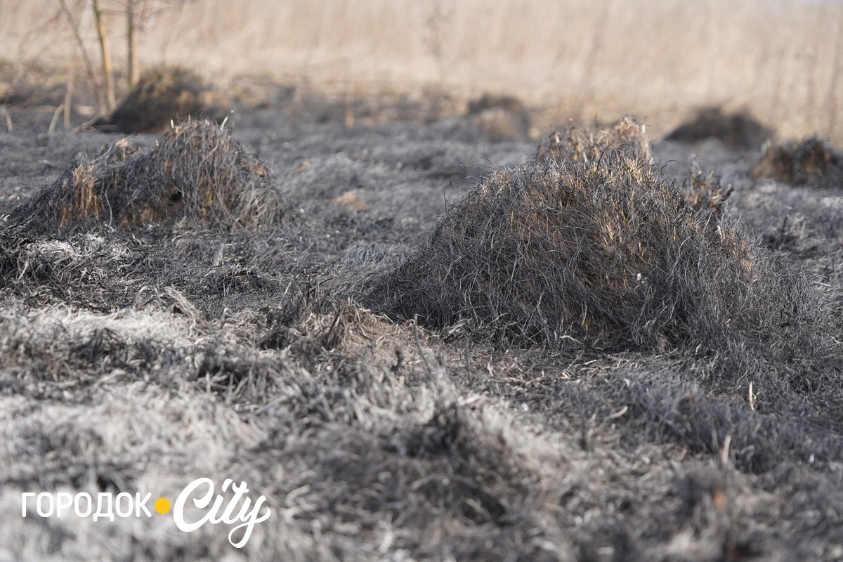 Чотири пожежі за тиждень. Городоцькі рятувальники закликають не спалювати суху рослинність