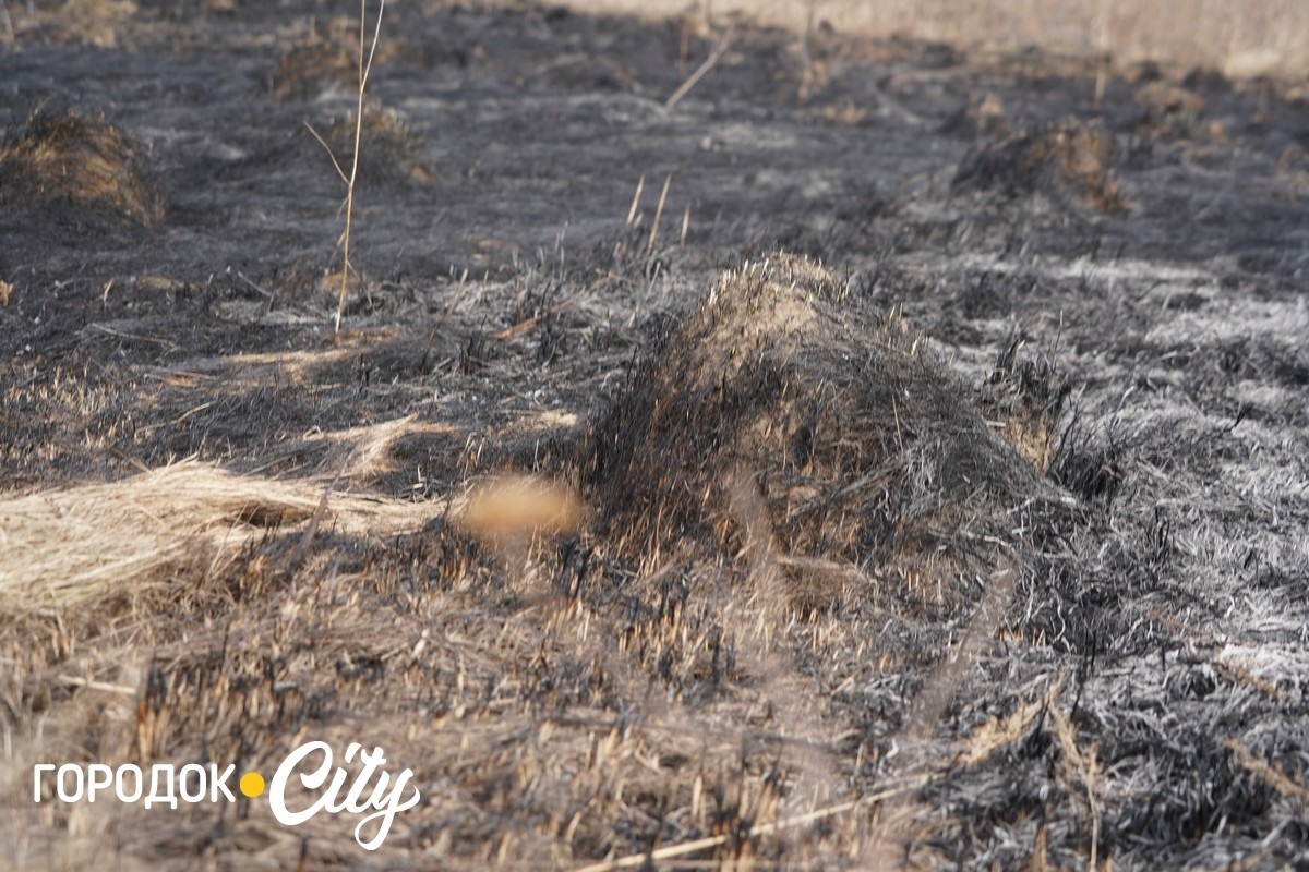 Чотири пожежі за тиждень. Городоцькі рятувальники закликають не спалювати суху рослинність