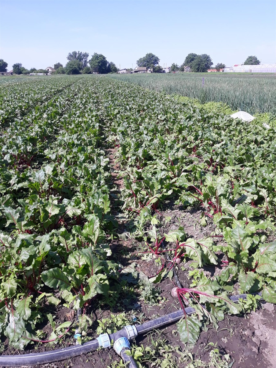 Чому підтримка — це право, а не розкіш: як Городоцька громада долає психологічні наслідки війни