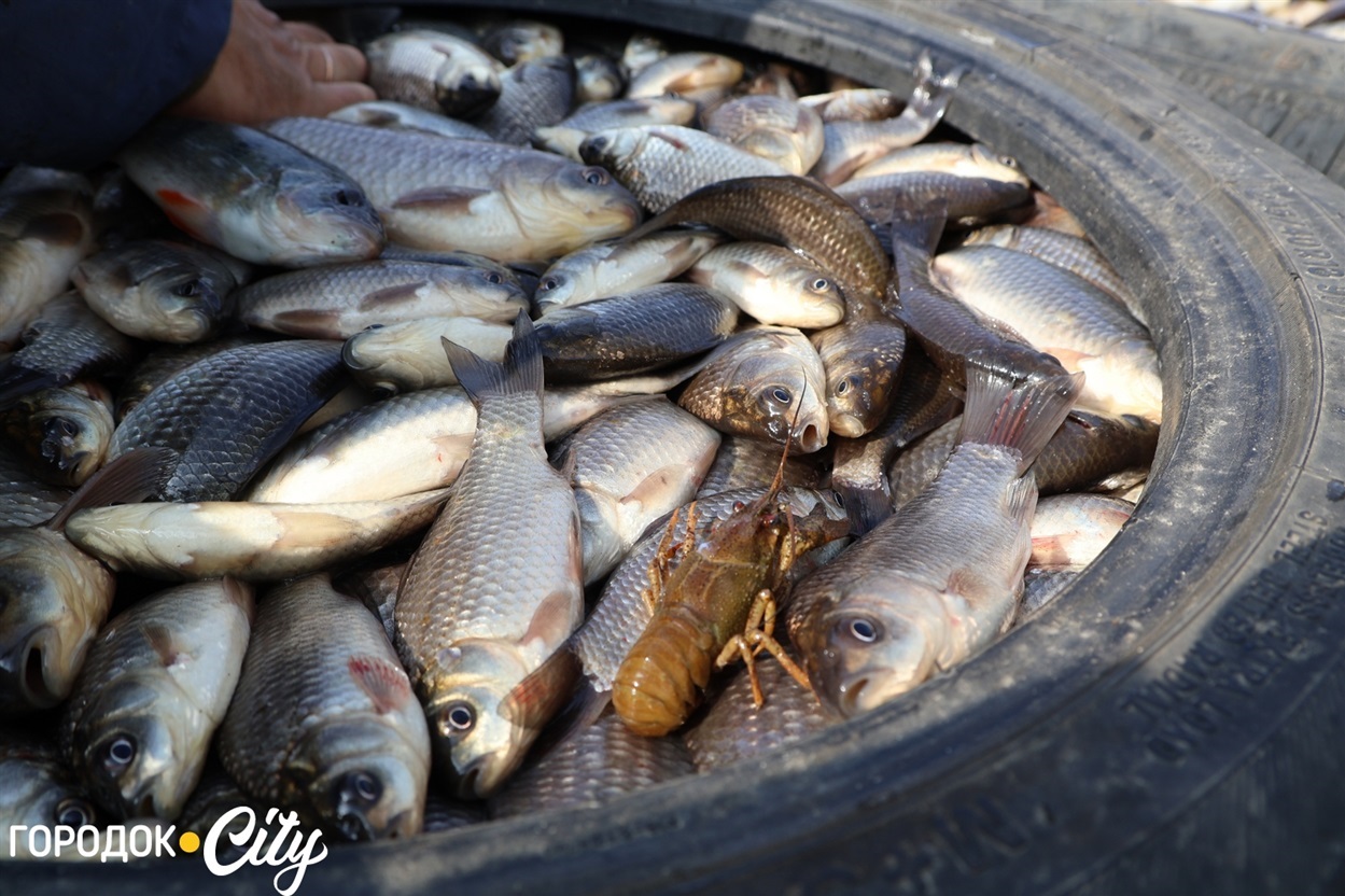 Риба, яку випустили городоччани у ставок 