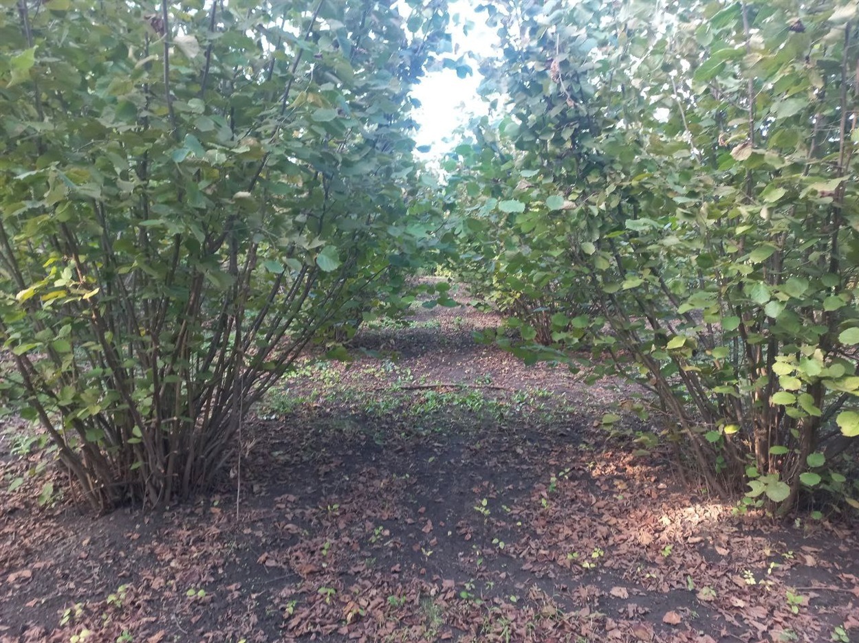 Сад Тараса Гріха