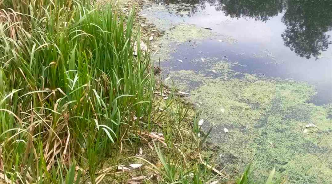 В результаті обстеження зафіксовано загибель 1861 екз. водних біоресурсів, а саме: 1239 пліток, 547 окунів, 61 щуку, 14 коропів.